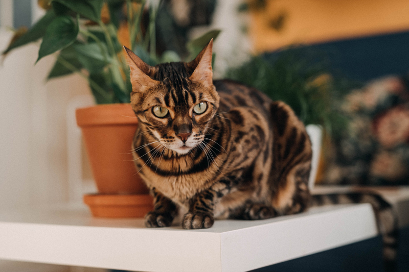 Bengalkatze-Charakter-Erklärung