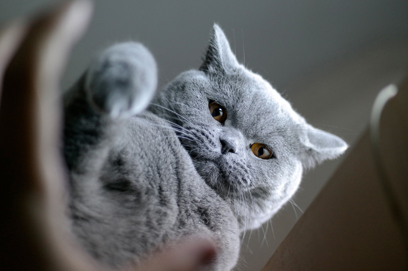 Britisch-Kurzhaar-Katze-Charakter
