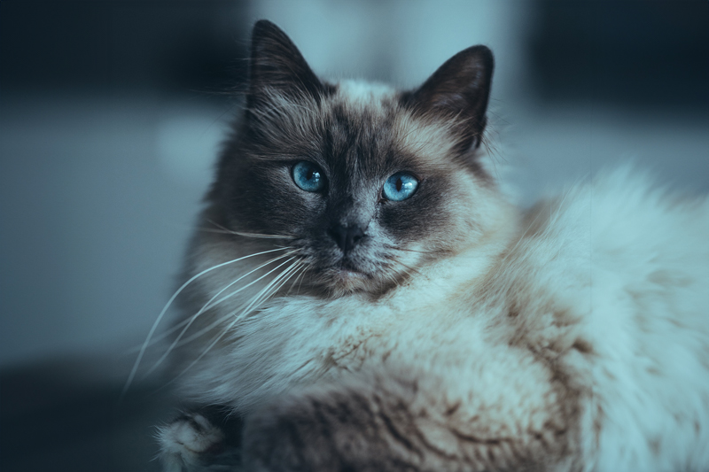 Heilige-Birma-Katze-Charakter-Holy-kitty-