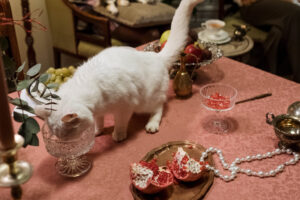 Katze-trinkt-zu-wenig-was-tun-Holy-Kitty-Katzenbrunnen