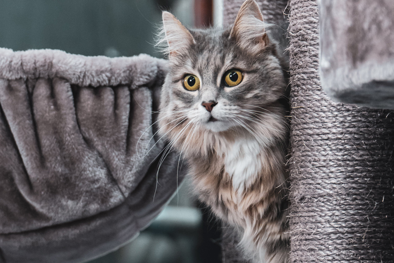 Kratzbaum-und-Katzenbett-kaufen-Erfahrungen-Holy-Kitty