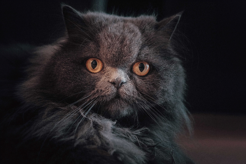 Perserkatze-Charakter-Eigenschaften-Holy-Kitty