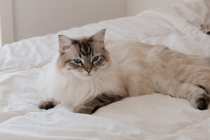 Ragdoll-Katze-Eigenschaften-Holy-Kitty