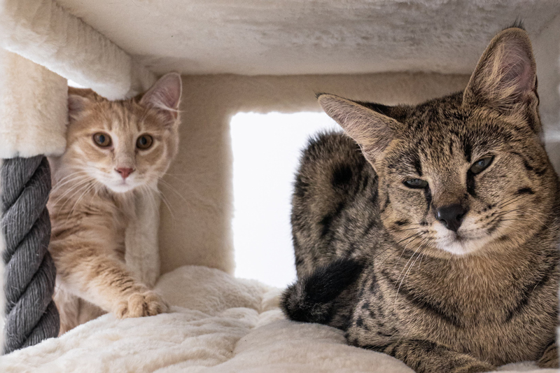 Savannah-Katze-Merkmale-Charakter-Holy-Kitty