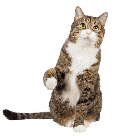 Holy Kitty Katzen alles über Katzen